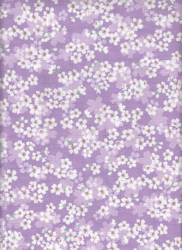 Kirschblüte flieder