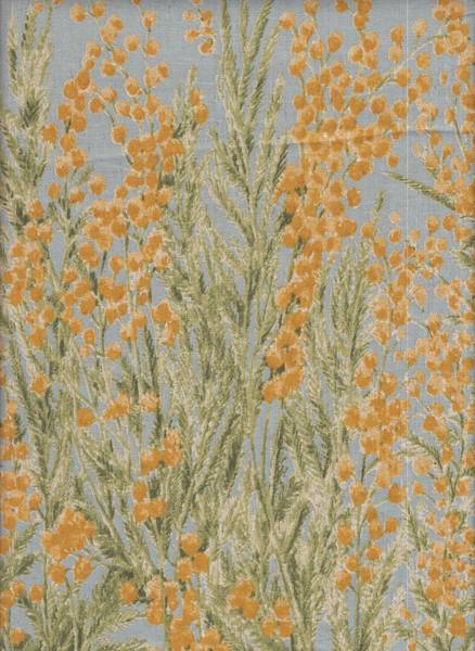 Moment - Mimosa