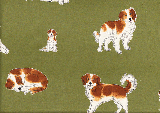 Hunde - Kooikerhondje