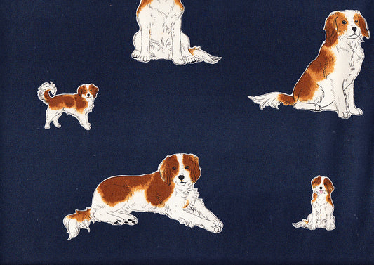 Hunde - Kooikerhondje