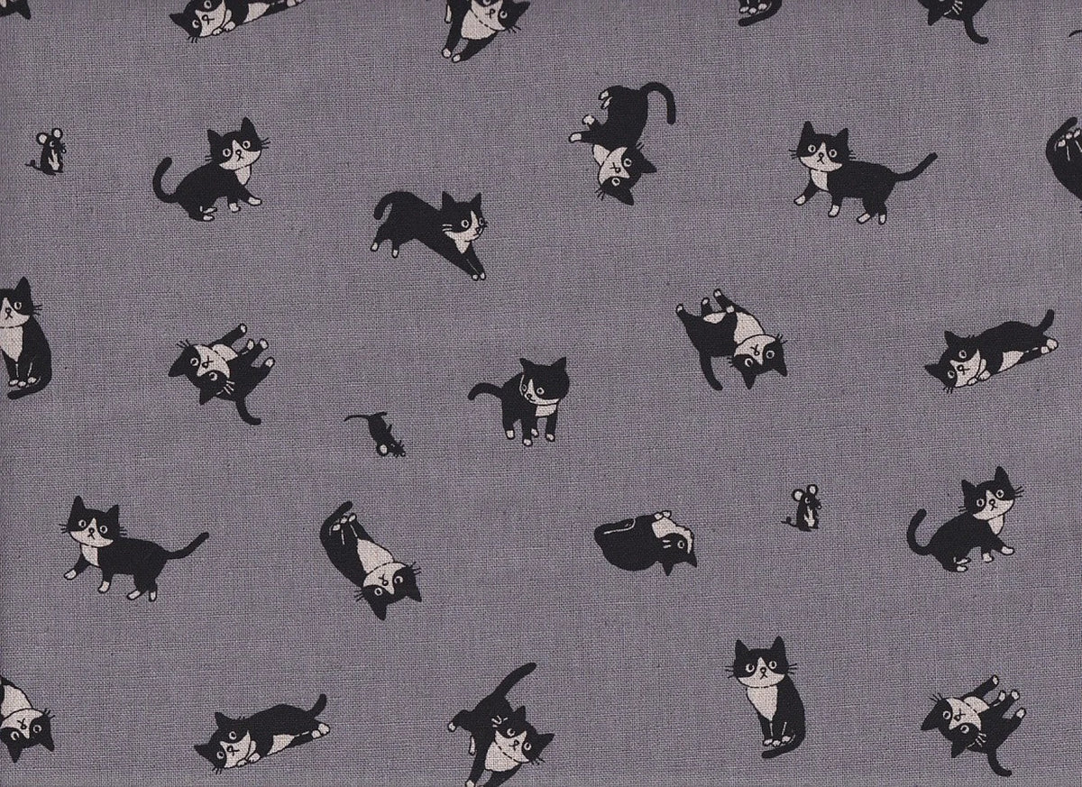 Katze Feline