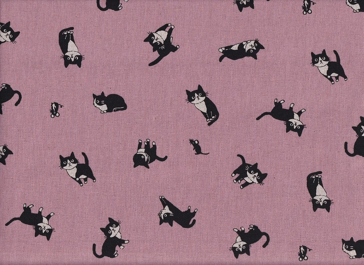 Katze Feline