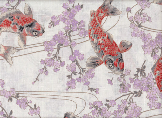 Koi & Sakura